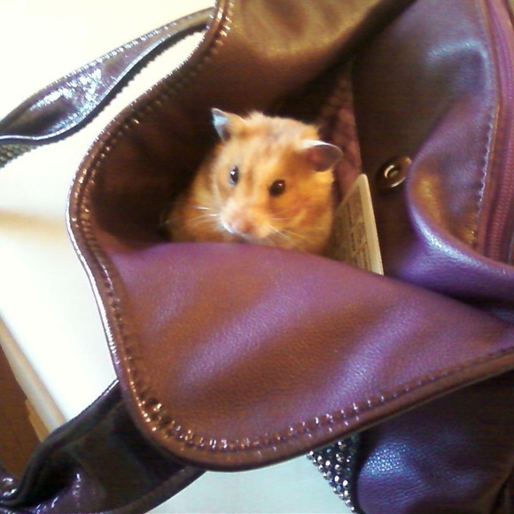 🐈🐈‍⬛ - Picture 12 of 16